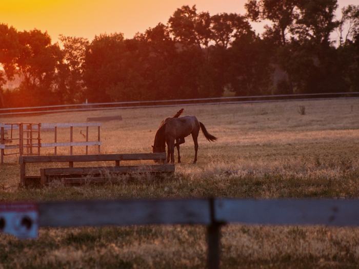 Cavalo pastando em campo aberto durante o entardecer
